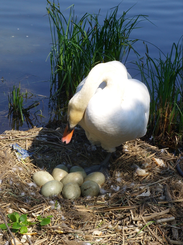 Animals bird swan