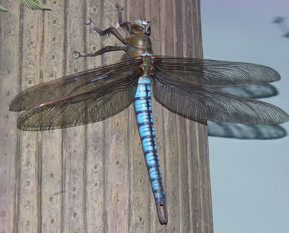 Bug wildlife blue