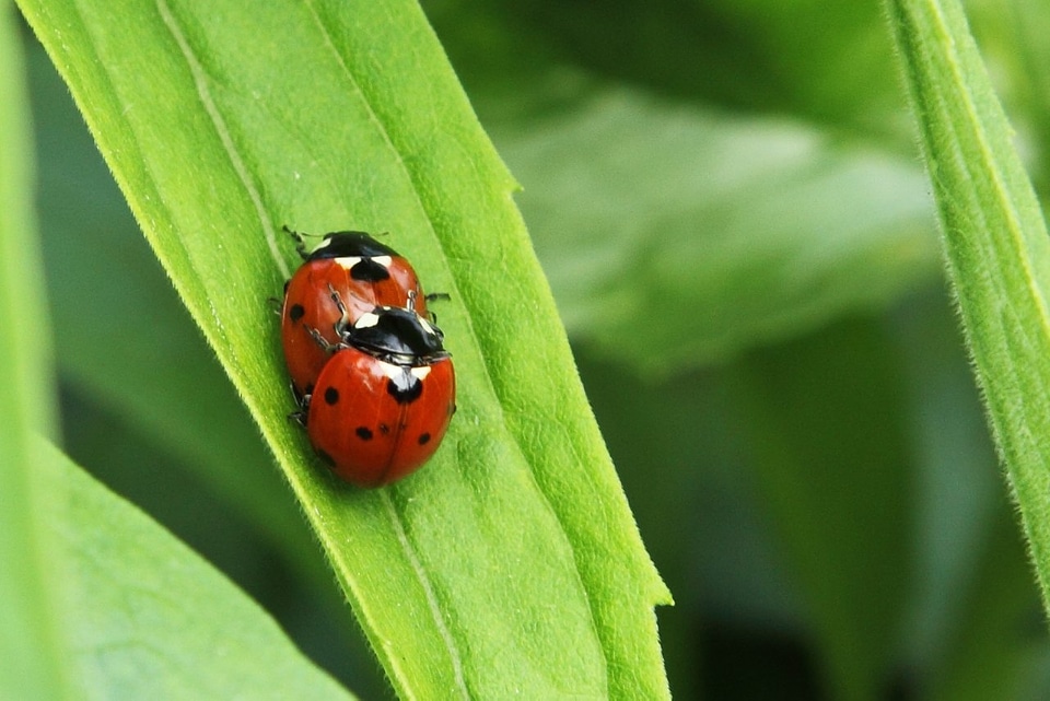 Copulate couple detail