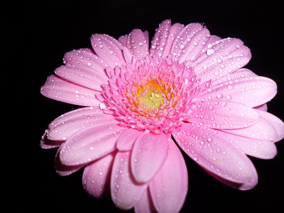 Gerbera pink drop of water
