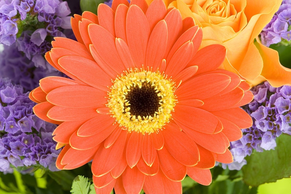 Close close-up color