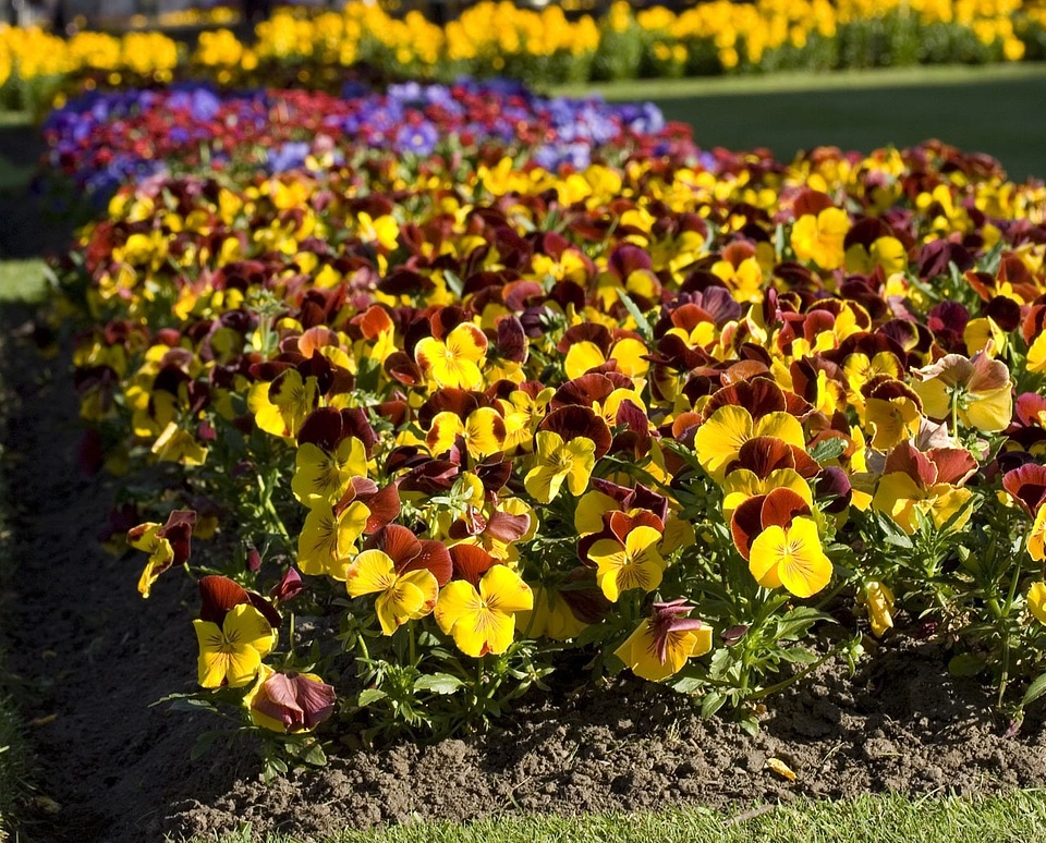 Bed flowerbed bloom photo