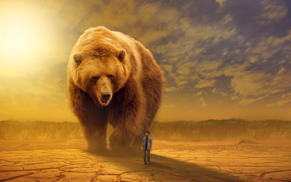 Bear desert brown desert