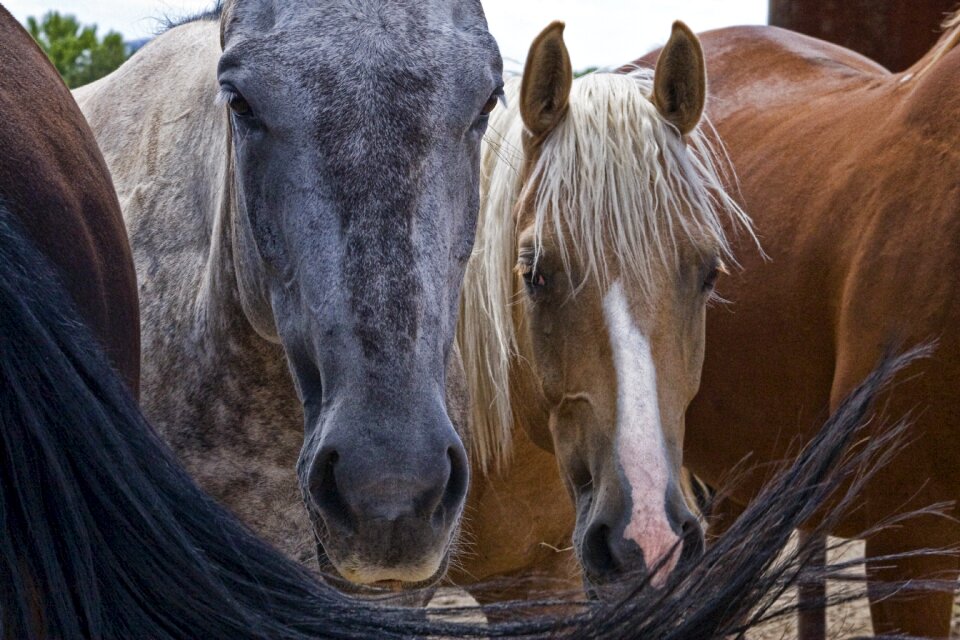 Stallion equestrian equine photo