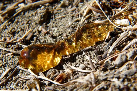 Tree wax transparent golden
