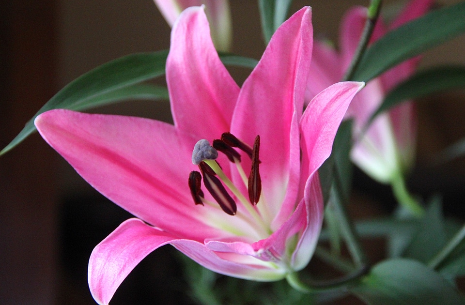 Lily garden plant