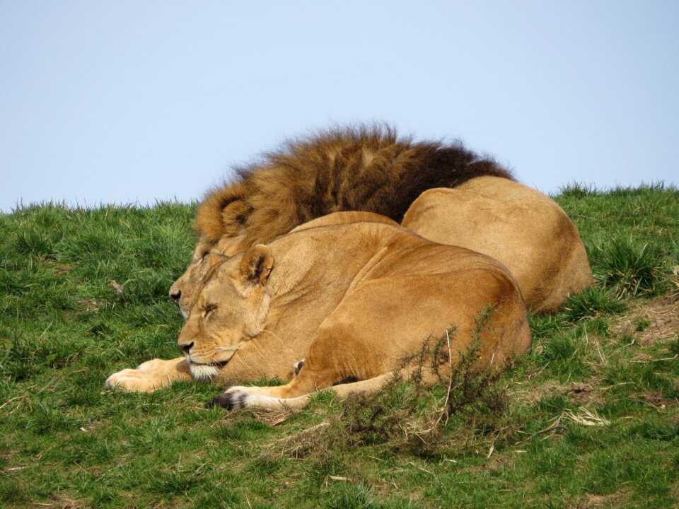 Lioness predator nature