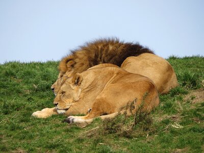 Lioness predator nature photo