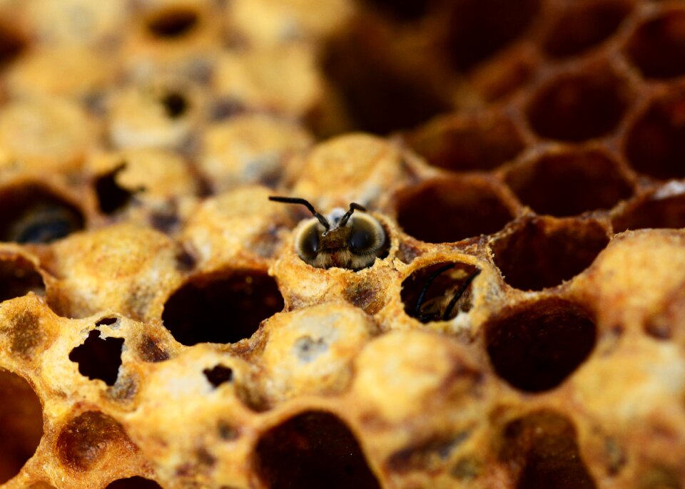 Male bee beehive honey