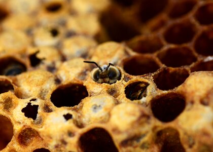 Male bee beehive honey