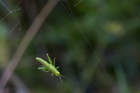 Caught cobweb prey