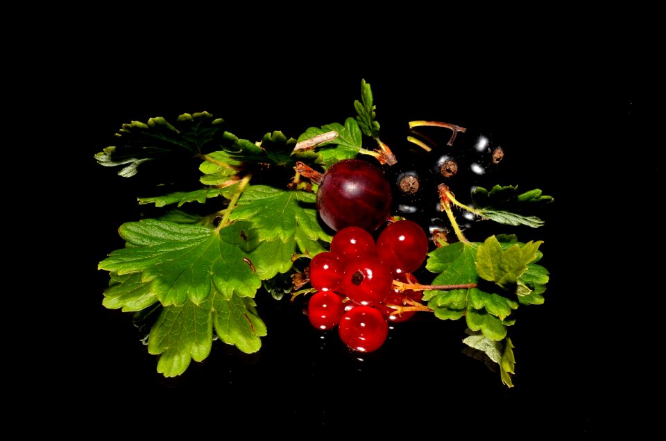Red currant blackcurrant garden