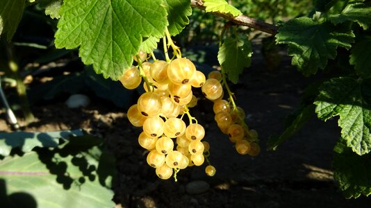 Gooseberry greenhouse bush shrub