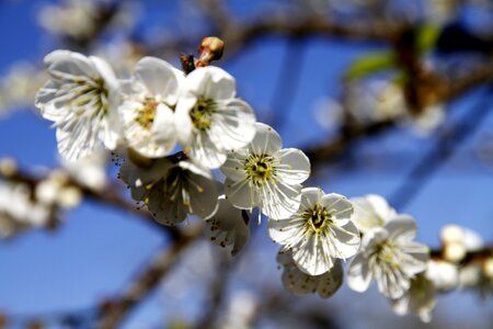 Plum blossom shǎng flowers flowers and plants