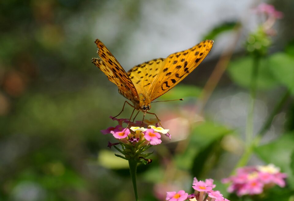 Bug wings flowers