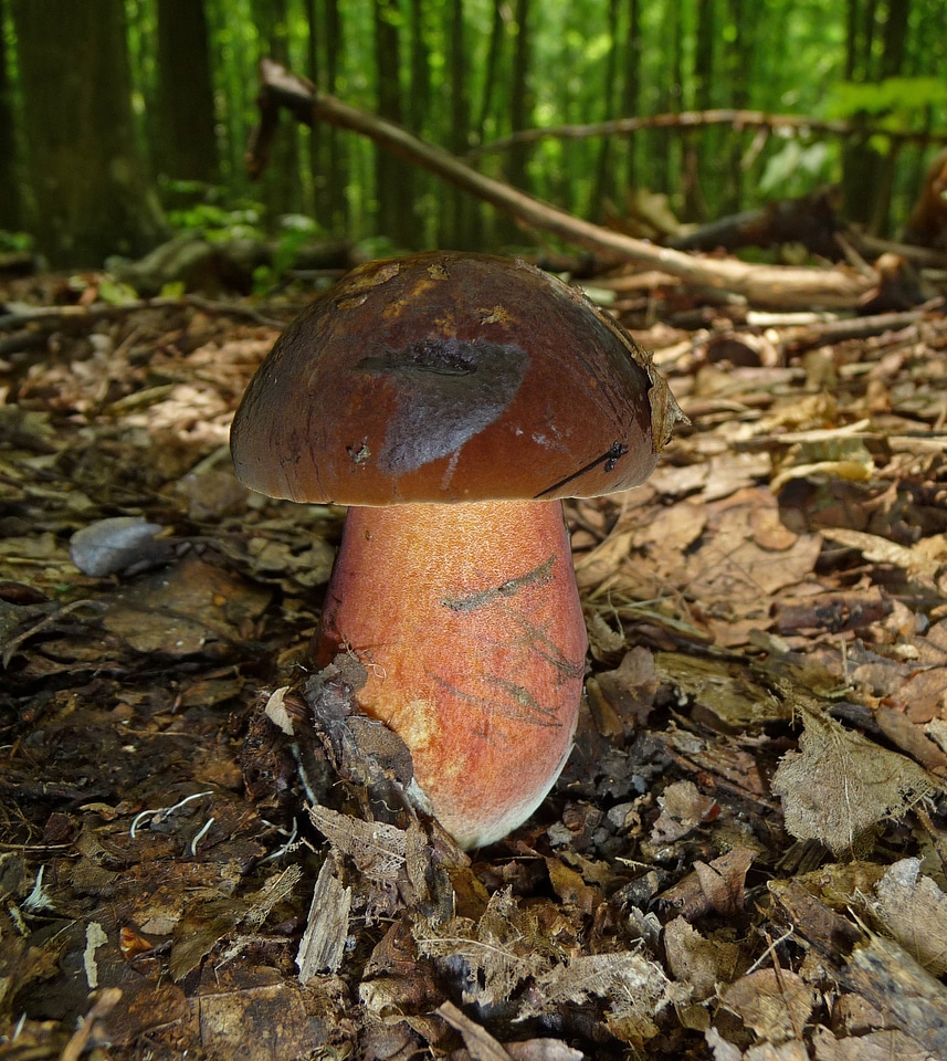 Pine mushroom schusterpilz thunder mushroom