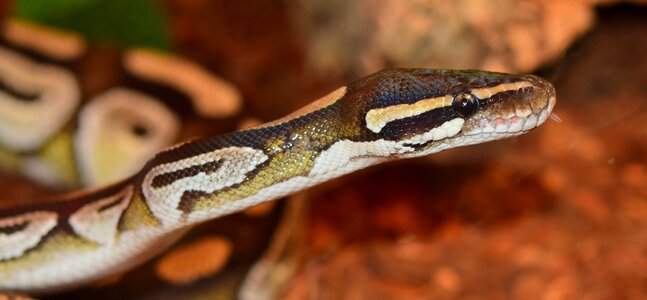 Python constrictor animal