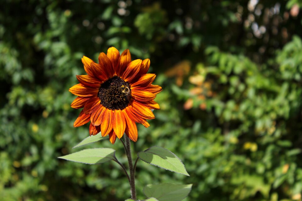 Single flower leaf photo