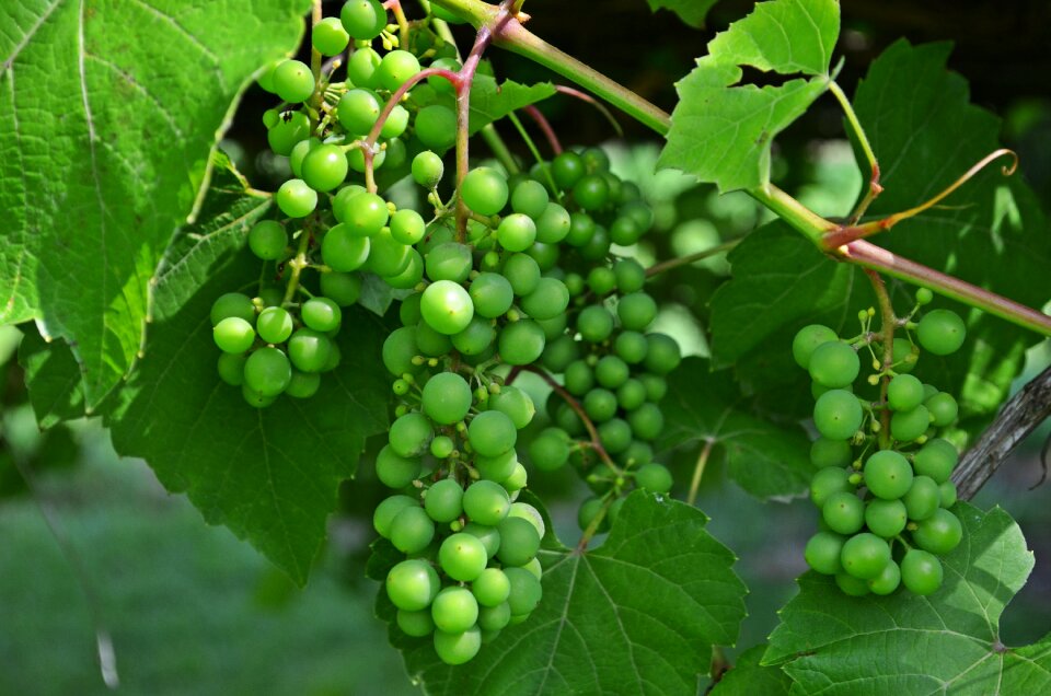 Grapes nutrition health