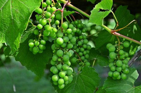 Grapes nutrition health