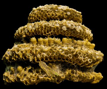 Isolated combs nature