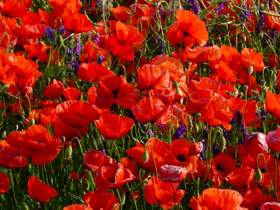 Red wild flower flora