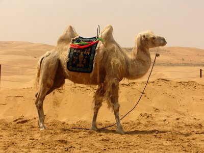 Sand desert ship ride photo