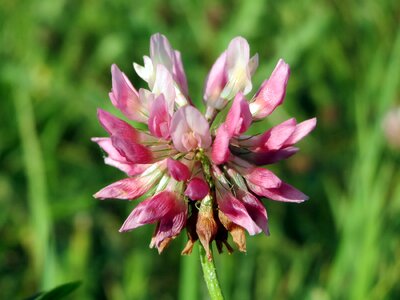 Hybridum bloom blooming