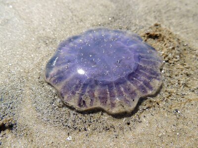 Beach mollusk sea photo