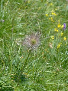 Alpine anemone pulsatilla alpina anemone alpina l photo