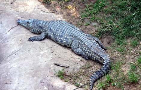 Crocodile wildlife dangerous photo