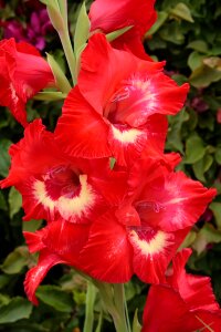 Plant nature blossom