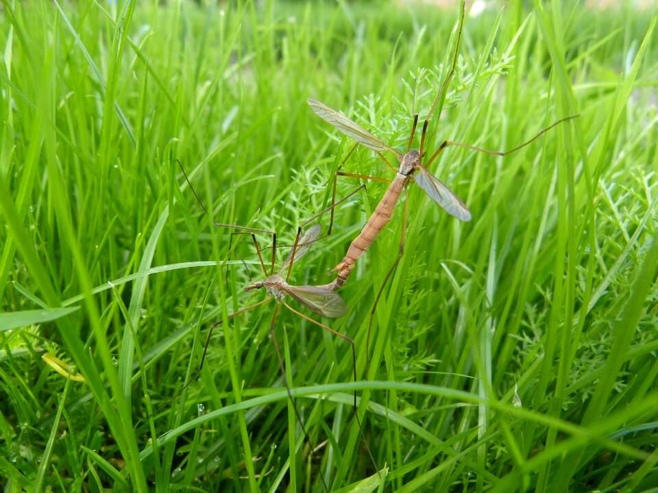 Sex reproduction copulation