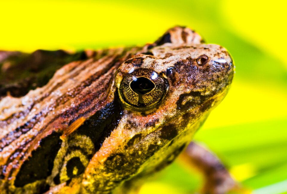 Anuran frog amphibians