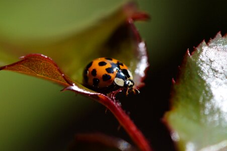 Beetle nature macro photo