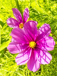 Sun summer nature