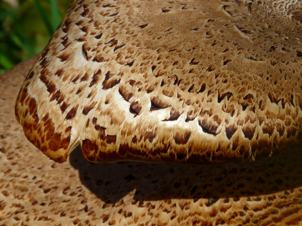 Polyporus squamosus stalk polyporus squamosus structure