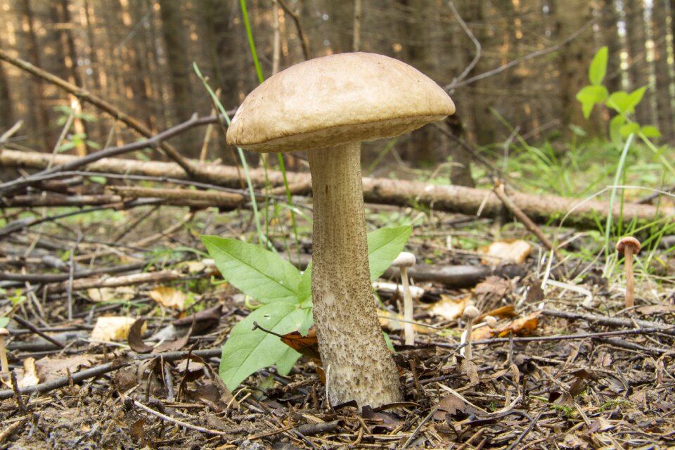 Mushroom forest autumn