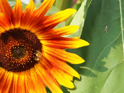 Yellow flower blossom