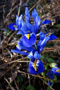 Iris plant blue flowers photo