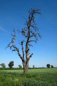Summer day log dying tree