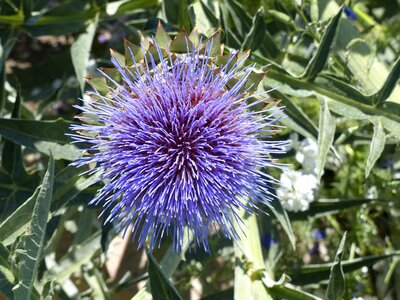 Purple blossom bloom