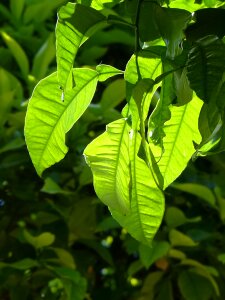 Farbenspiel shades of green bright