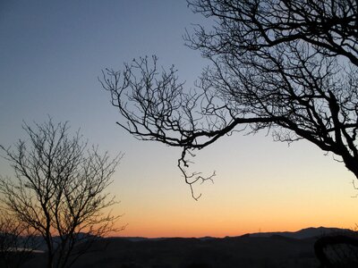 Silhouette branches no leaves