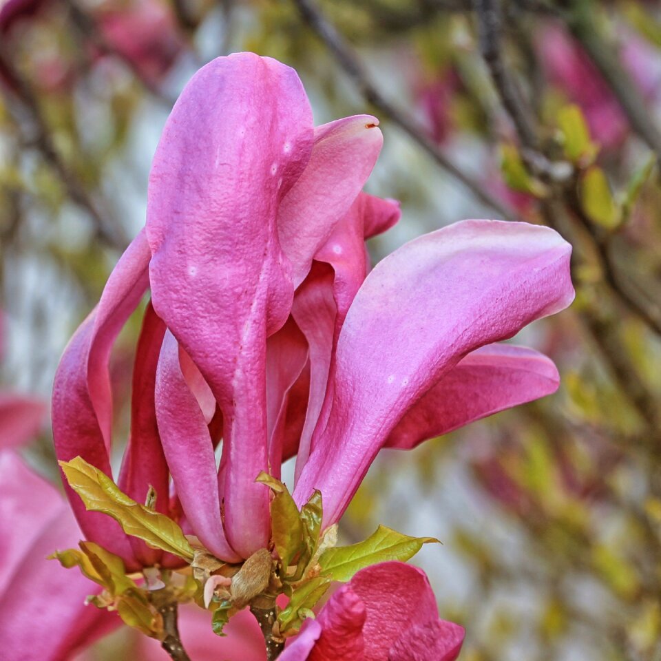 Pink frühlingsblüher spring sunshine photo