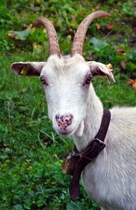 The alps buck horns