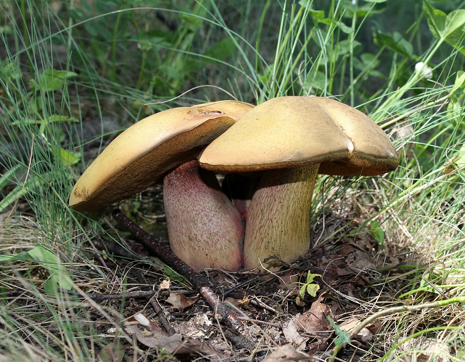 Boletus luridus forest mushroom dickröhrling
