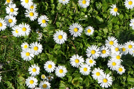 Summer nature white flowers