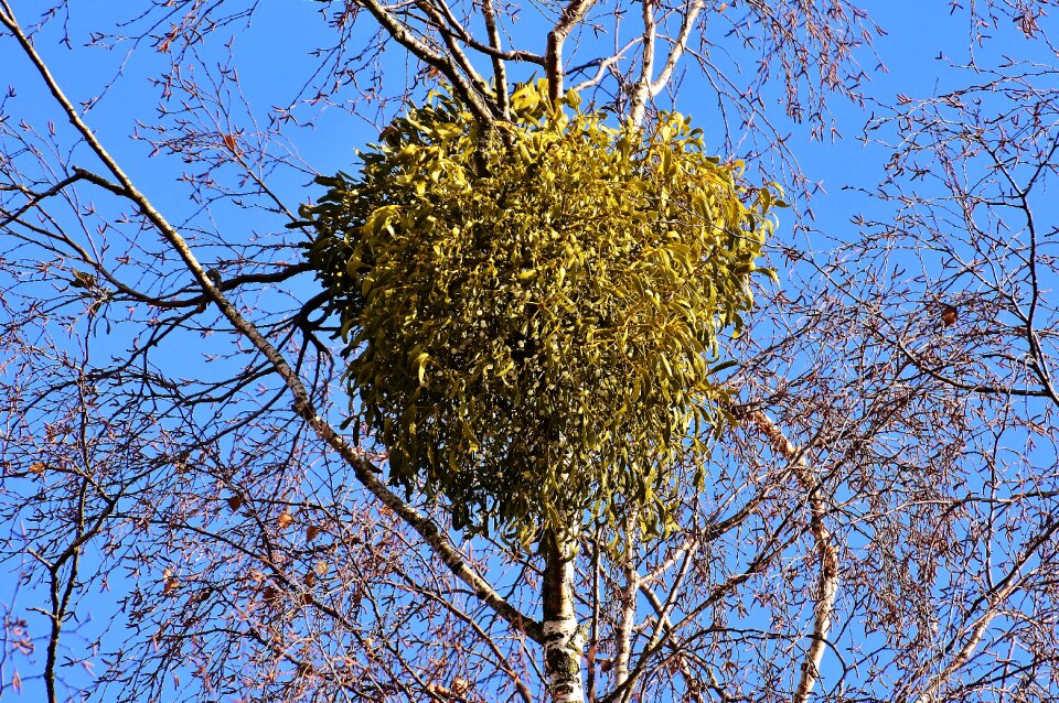 Crown plant aesthetic