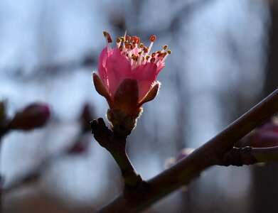 Blossom flower bloom